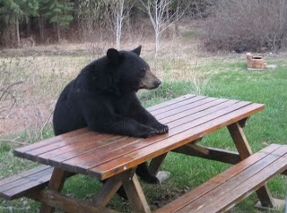 Bear Alone
